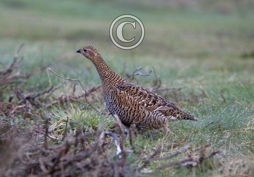 Black Grouse ( Grey Hen) DM1006